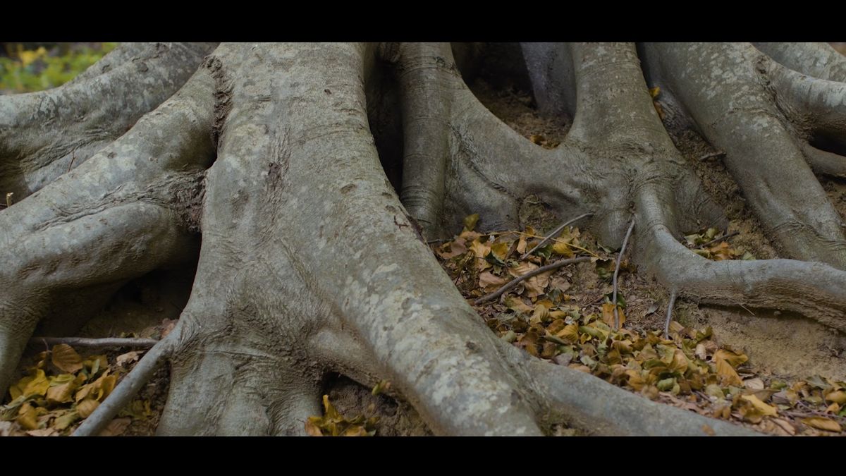 12_NATURA_95